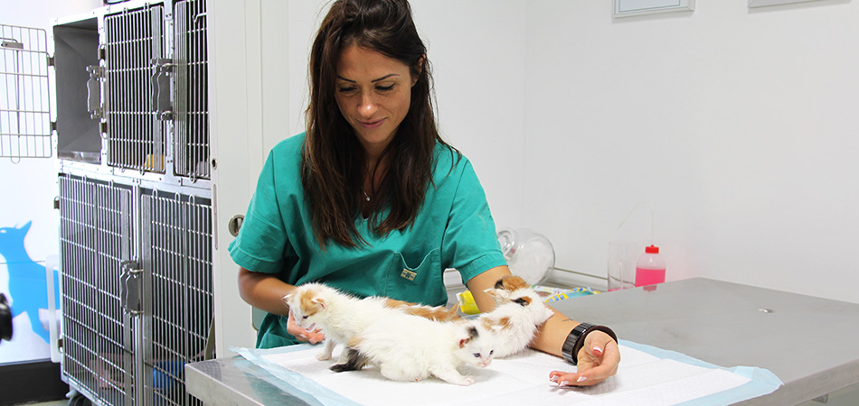 Clinica Veterinaria Latina